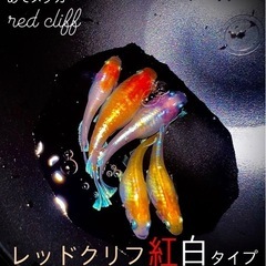 レッドクリフ　メダカ　有精卵15個＋α