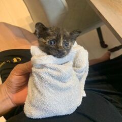 譲ります