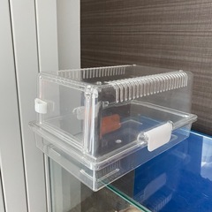 爬虫類