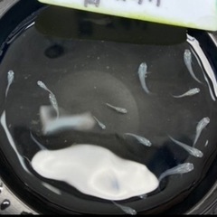 青メダカの若魚（約２センチ） 10匹700円からで＋１匹50円で...