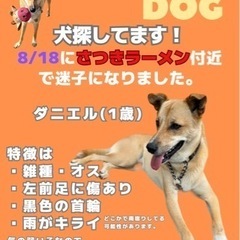 犬探してます！