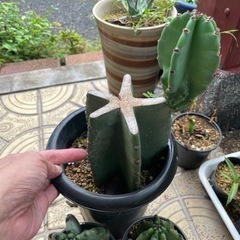 柱サボテン　ブランチ　鬼面角　★3本★の画像