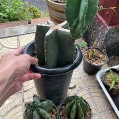 柱サボテン　ブランチ　鬼面角　★3本★