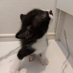 7/17頃生まれ　白黒男の子里親さん募集します🐈（お話し中） - 横浜市