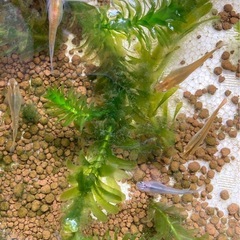 ☆完売しました☆メダカ　稚魚　10匹から300円