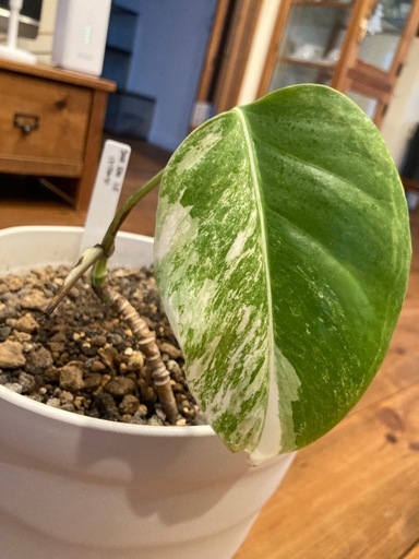斑入りモンステラ　ホワイトタイガー　観葉植物