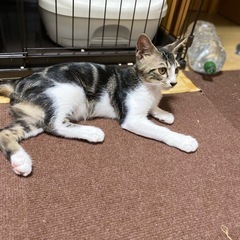 アメショ柄の兄弟