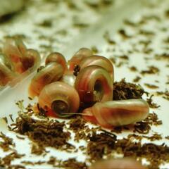 ●ピンクラムズホーン　10匹セット　貝🐚　コケ取りの画像