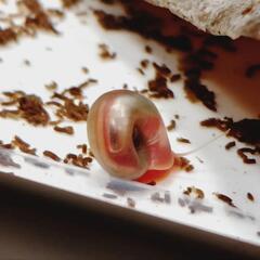 ●ピンクラムズホーン　10匹セット　貝🐚　コケ取りの画像
