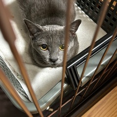 ロシアンブルー系猫　とにかく甘えん坊　