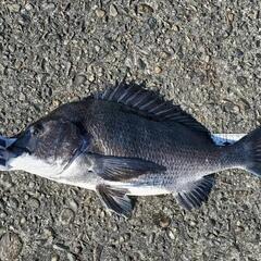 チヌフカセ釣り仲間募集中