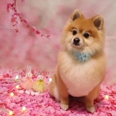 ポメラニアン　オス　6歳　去勢済み