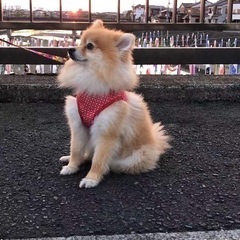 ポメラニアン　オス　6歳　去勢済み − 埼玉県