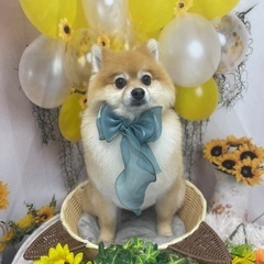 ポメラニアン　オス　6歳　去勢済み - 犬