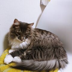 ノルウェージャンフォレストキャット　男の子