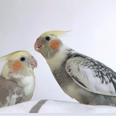 オカメインコ  兄妹  2羽まとめて