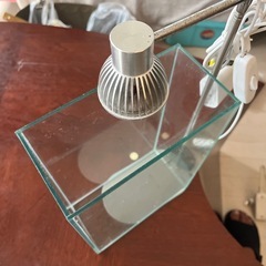 水槽　熱帯魚