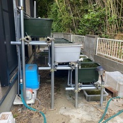 メダカ用棚、容器、スチールラック、浄水器、 
の画像
