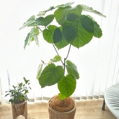 抜き苗　ウンベラータ　観葉植物　フィカス　ゴムの木