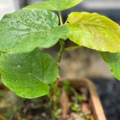 抜き苗　ウンベラータ　観葉植物　フィカス　ゴムの木の画像