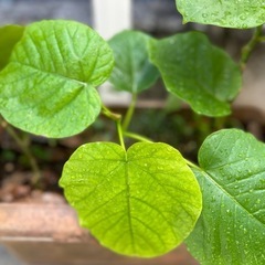 抜き苗　ウンベラータ　観葉植物　フィカス　ゴムの木の画像