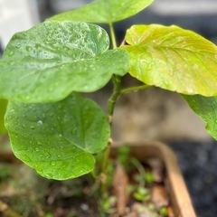 抜き苗　ウンベラータ　観葉植物　フィカス　ゴムの木の画像