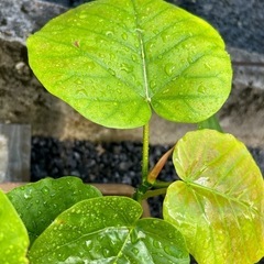 抜き苗　ウンベラータ　観葉植物　フィカス　ゴムの木の画像