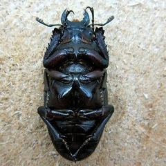 伊豆市天然採集ノコギリクワガタメスの画像