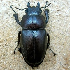 伊豆市天然採集ノコギリクワガタメス