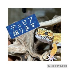 【8月31日まで】デュビア譲ります【引取り限定】