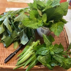 朝どれ無農薬ネバネバ&薬味セット