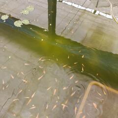 錦鯉の稚魚　　綺麗な模様は早い者勝ち❗の画像