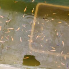 錦鯉の稚魚　　綺麗な模様は早い者勝ち❗の画像
