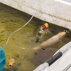 錦鯉の稚魚　　綺麗な模様は早い者勝ち❗の画像