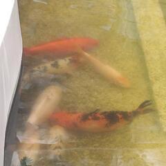 錦鯉の稚魚　　綺麗な模様は早い者勝ち❗の画像