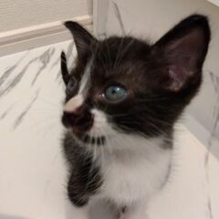 7/17頃生まれ　白黒男の子里親さん募集します🐈（お話し中） - 猫