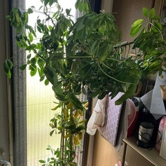 観葉植物🌿