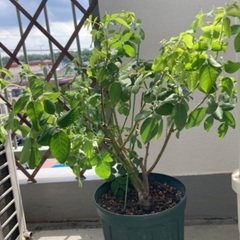 オールドローズ（8号鉢入り）をお譲りしますの画像