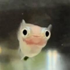 ポニョ出目目前メダカ若魚10匹＋おまけ付き