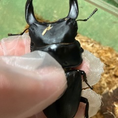 オオクワガタ　初代怪物華王　極太血統　