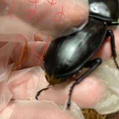 オオクワガタ　初代怪物華王　極太血統　の画像