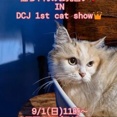 9/1（日）譲渡会。4歳短足マンチカン♀キャリコ(⋈◍＞◡＜◍)...