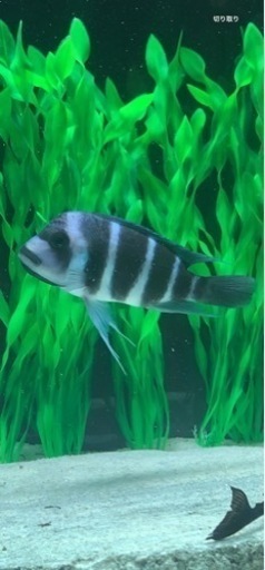 【マニア一押し】　フロントーサ　ワイルドモバ　14〜15㎝　写真個体販売　逸品