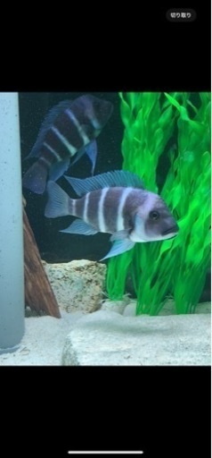 【マニア一押し】　フロントーサ　ワイルドモバ　14〜15㎝　写真個体販売　逸品