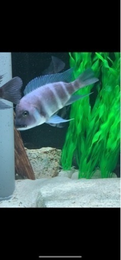 【マニア一押し】　フロントーサ　ワイルドモバ　14〜15㎝　写真個体販売　逸品