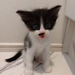 7/17頃生まれ　白黒男の子里親さん募集します🐈②（お話し中） - 横浜市