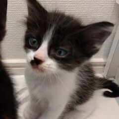 7/17頃生まれ　白黒男の子里親さん募集します🐈②（お話し中） - 猫