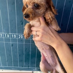 里親様決定いたしましたm(*_ _)m