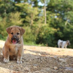 生後2ヶ月の仔犬をもらってください