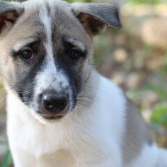 生後2ヶ月の仔犬をもらってください